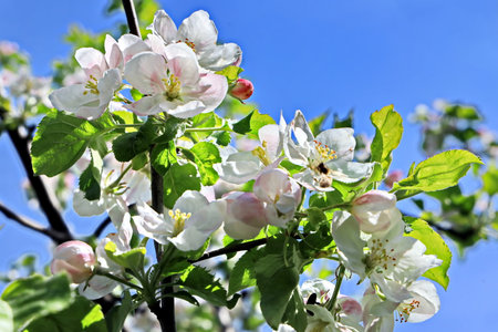 Apple blossom on blue sky background, closeup of apple tree flowersの写真素材