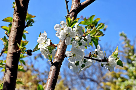 blossoming branch of cherry on a background of the blue skyの写真素材