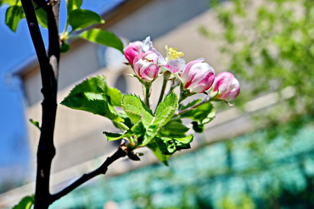 blossoming branch of apple tree on a background of green foliageの写真素材
