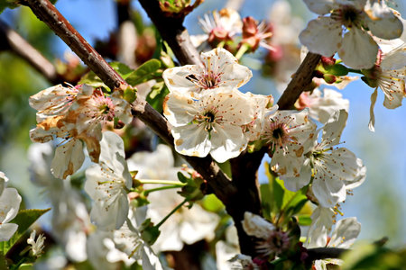 Blossoming branch of apple tree with white flowers close-upの写真素材