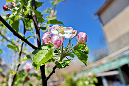 Apple blossom in springtime on a sunny day with blue skyの写真素材