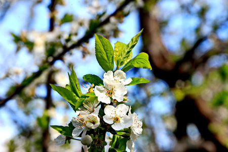 Flowering branch of cherry on a background of the blue skyの写真素材