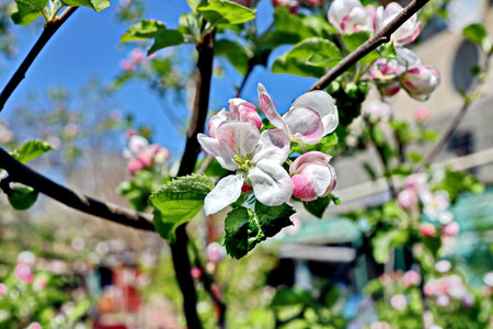 Blossoming apple tree in spring garden. Spring blooming flowersの写真素材