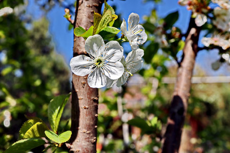 White flowers on the branches of an apple tree in the garden.の写真素材
