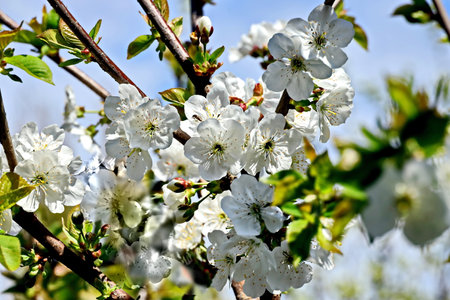 blossoming branch of cherry in spring on a background of blue skyの写真素材