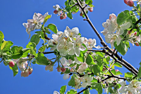 Blossoming branch of apple tree in spring against the blue skyの写真素材