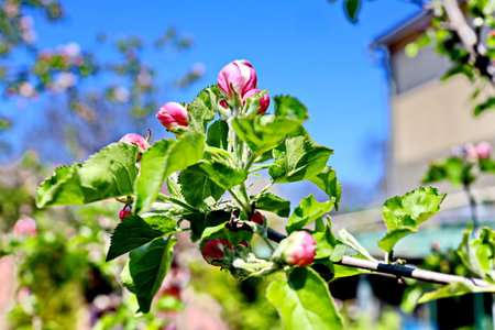 blossoming apple tree in the spring garden on a sunny dayの写真素材