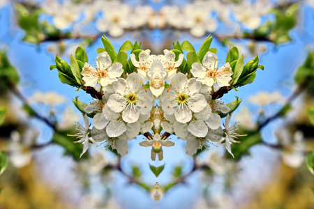 Branch of blossoming cherry tree with white flowers on blue sky background