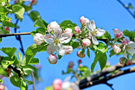 Blossoming branch of apple tree on a background of blue skyの写真素材