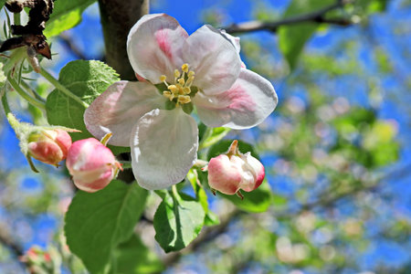 Apple blossom in spring, close-up, blue sky backgroundの写真素材
