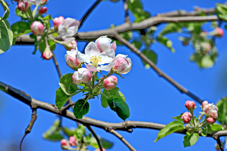 Blossoming apple tree in spring on blue sky background, close upの写真素材
