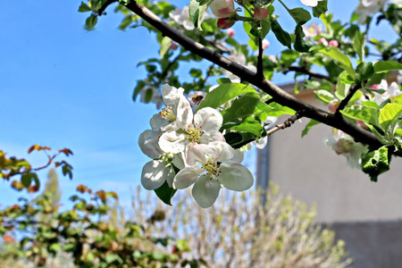 Bees collect nectar from the flowers of an apple tree.の写真素材