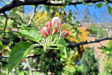 Blooming apple tree in the garden on a sunny spring day.の写真素材