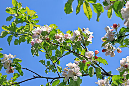 Blossoming branch of apple tree on a background of blue skyの写真素材