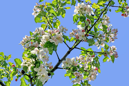 Apple tree blossom in spring against blue sky, close-upの写真素材