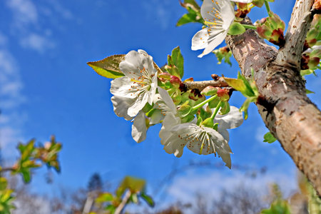 White cherry blossoms on a branch against the blue sky in springの写真素材