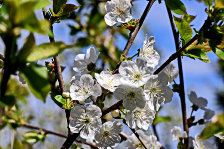 cherry blossom in spring, white flowers on a tree branchの写真素材