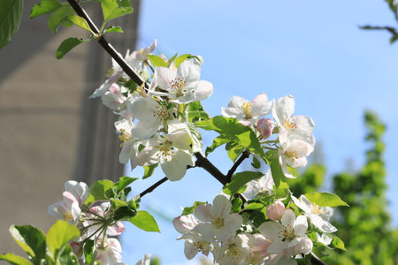 Blossoming apple tree in spring on blue sky background, closeupの写真素材