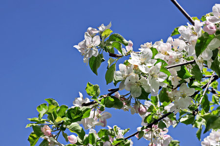 Blossoming branch of apple tree on a background of blue skyの写真素材