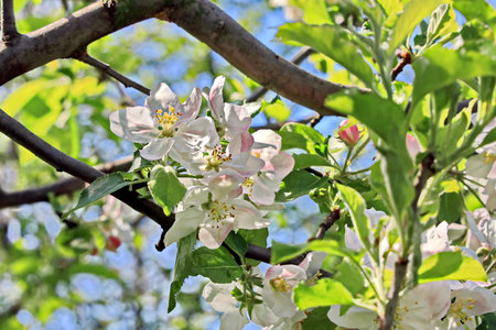 Blossoming branch of apple tree in spring, close-upの写真素材