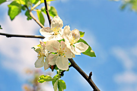 Apple blossom on blue sky background. spring flowers. close-up.の写真素材