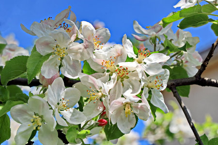 Apple blossom in spring on blue sky background, close-upの写真素材