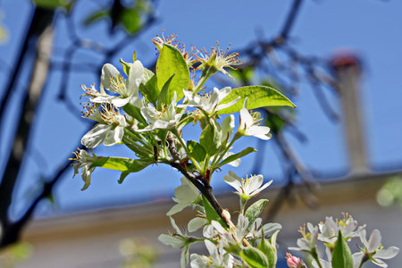 White flowers of a blossoming apple tree in spring on a sunny dayの写真素材