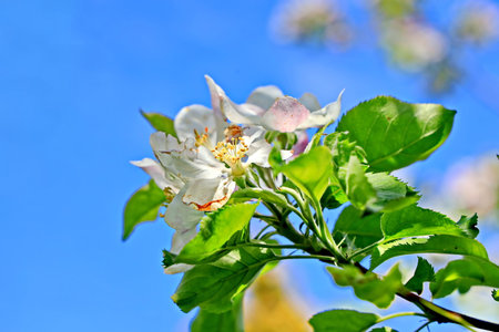 Apple blossoms in spring against the blue sky, close-upの写真素材