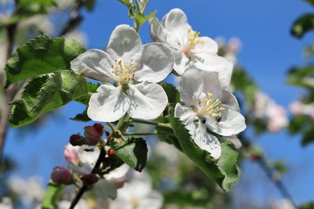 Apple blossom in spring, close-up of white flowers.の写真素材