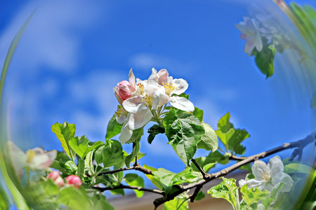 blooming apple tree on a background of blue sky and clouds in the springの写真素材