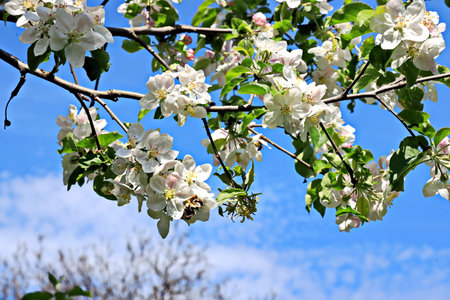 Apple blossom in spring, close-up, blue sky backgroundの写真素材
