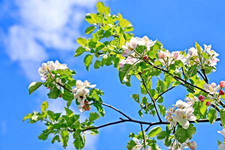 apple tree blossom on blue sky background, closeup of photoの写真素材