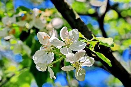 Apple tree blossom in spring, close-up. nature backgroundの写真素材