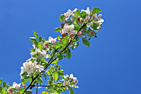 Apple tree blossom on blue sky background, closeup of photoの写真素材