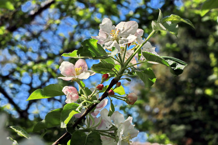 blooming apple tree in spring garden on a sunny day close upの写真素材
