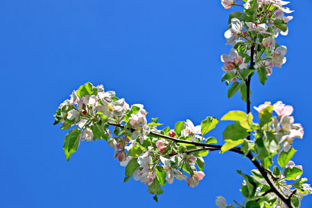 Apple blossom against the blue sky. spring season. natural background.の写真素材