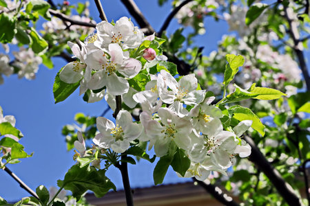 Apple blossom in spring time, close-up of a blossoming treeの写真素材