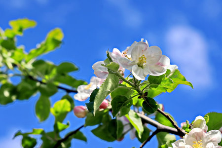 Apple blossom in springtime against blue sky with white clouds.の写真素材