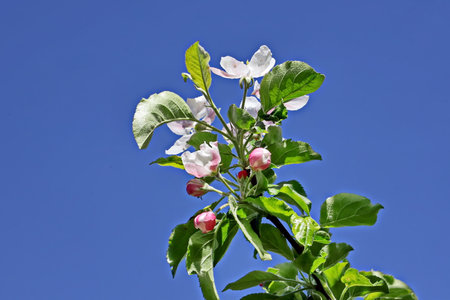Apple blossom on blue sky background. Apple tree in bloom.の写真素材