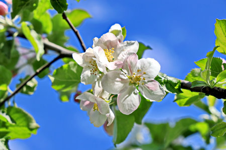 Apple tree blossoms in spring, close-up on blue sky backgroundの写真素材