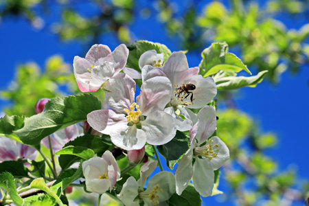 Bumblebee on apple blossom against blue sky, spring seasonの写真素材