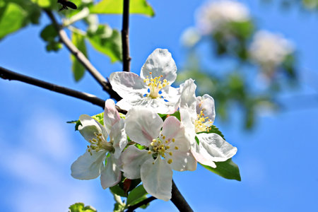 Apple blossom in spring, closeup of white flowers on branchの写真素材