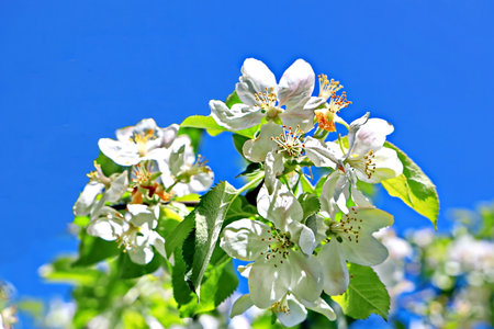 Apple blossom in spring time over blue sky background, close upの写真素材