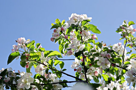 Blossoming apple tree in spring on a background of blue skyの写真素材