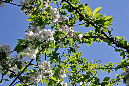Apple tree blossom in spring, close-up of white flowersの写真素材