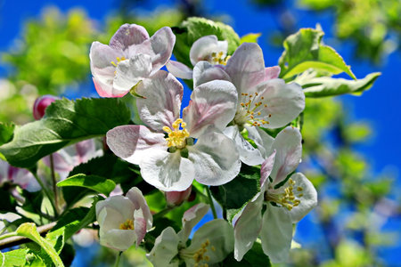 Blossoming branch of apple tree on a background of blue skyの写真素材