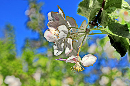 Blossoming branch of apple tree on a background of blue skyの写真素材