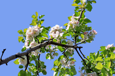 Blossoming branch of apple tree in spring against the blue skyの写真素材
