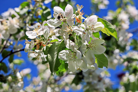 Blossoming branch of apple tree on a background of blue skyの写真素材