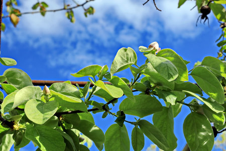Green leaves of quince tree with blue sky in the background.の写真素材